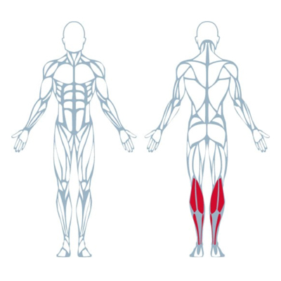 A300 Seated Calf