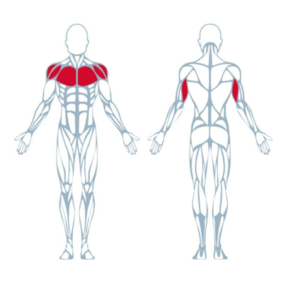 A300 Triceps