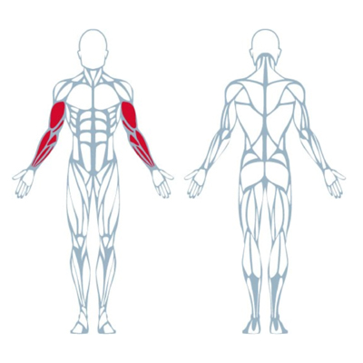A300 Arm Curl